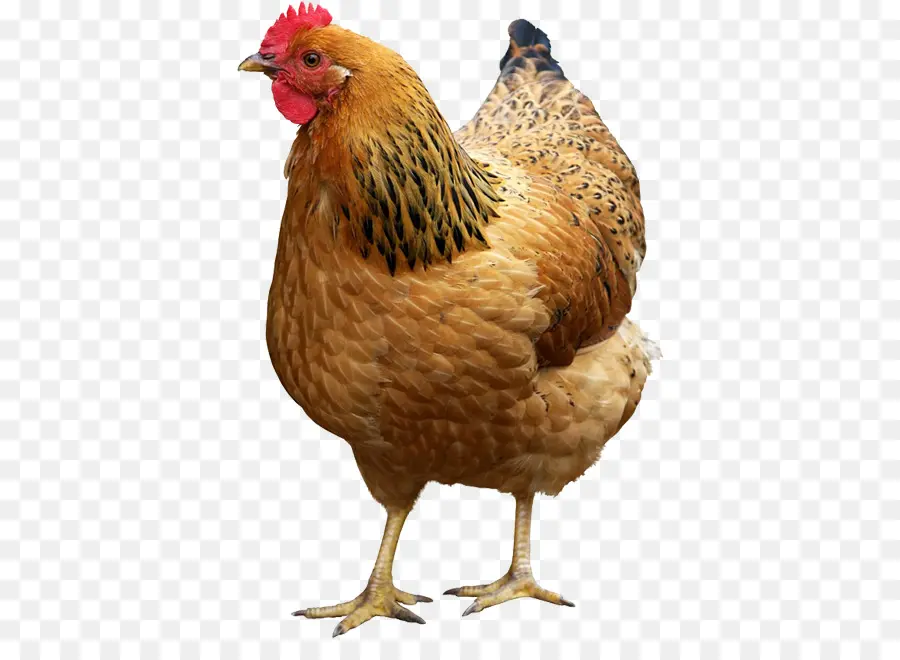 Frango，Pássaro PNG