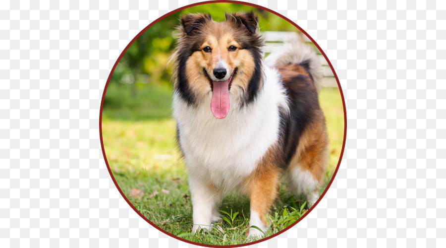 Shetland Sheepdog，Old English Sheepdog PNG