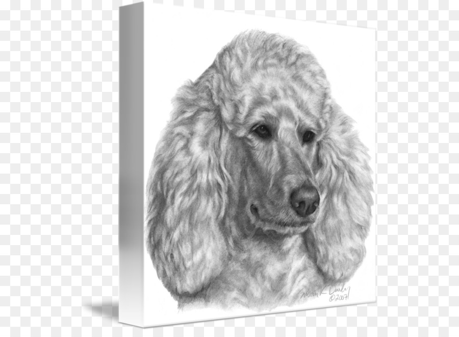 Padrão De Poodle，Poodle Miniatura PNG