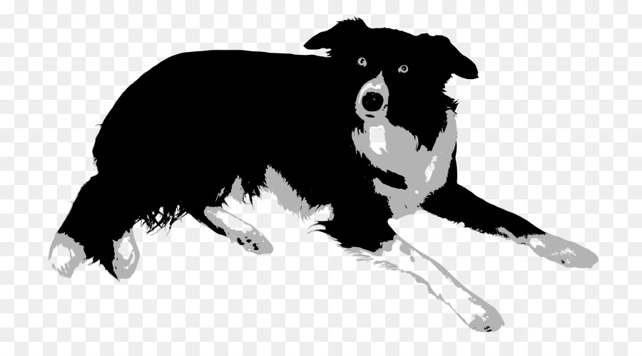 Border Collie，Rough Collie PNG