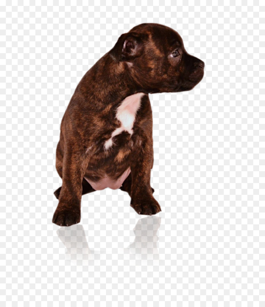 Raça Do Cão，American Pit Bull Terrier PNG