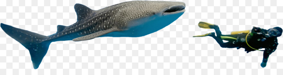 Peixe，Mamíferos Marinhos PNG