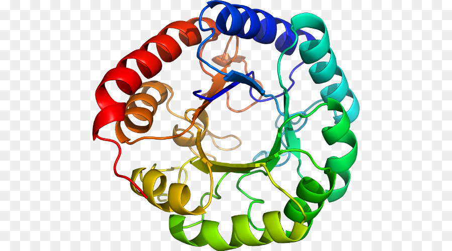 Estrutura Proteica，Biologia PNG