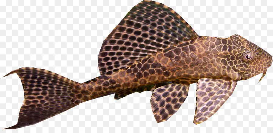 Peixe，Aquático PNG