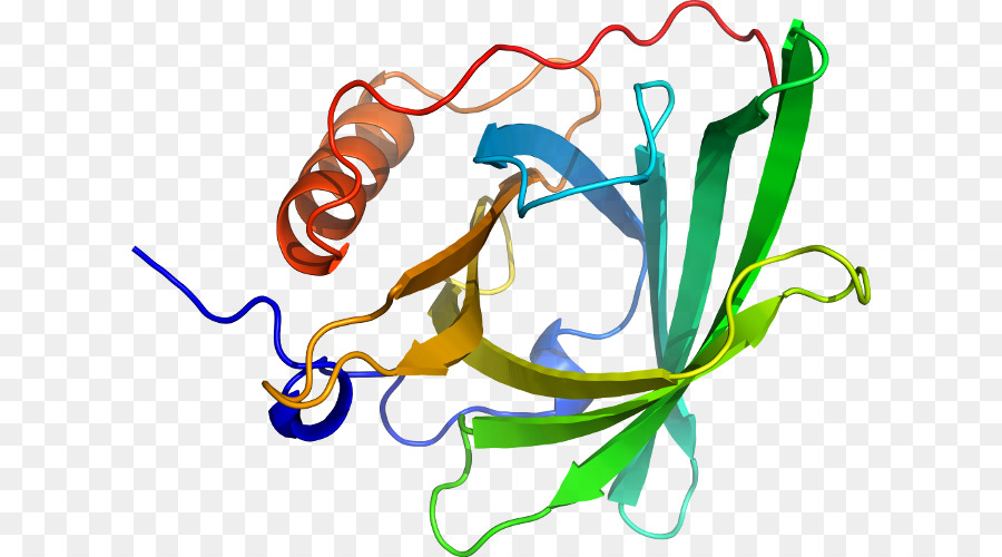 Estrutura Proteica，Biologia PNG