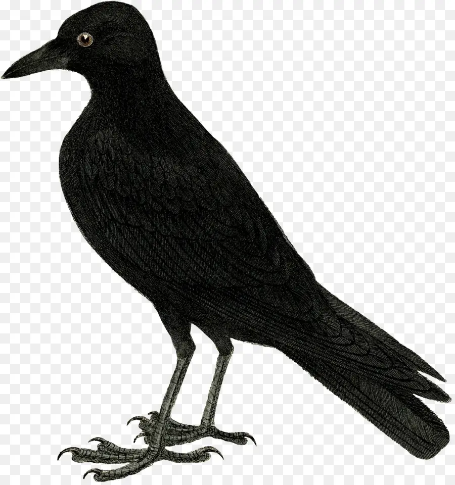 Pássaro Negro，Corvo PNG