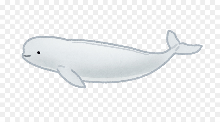 Baleia Beluga，Baleia PNG