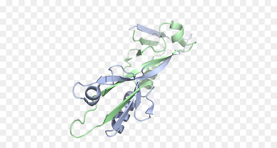 Proteína，Molécula PNG