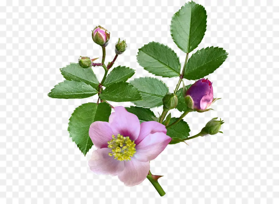 Flor Rosa，Florescer PNG