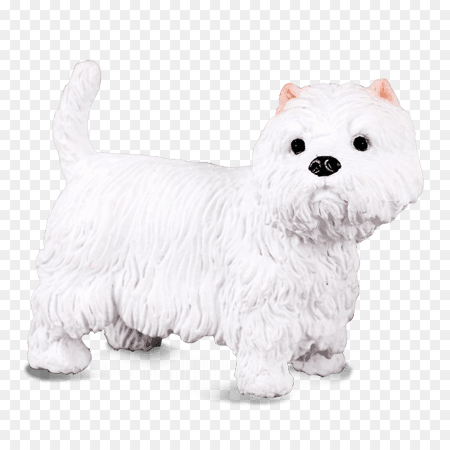 West Highland White Terrier，Cão Maltês PNG