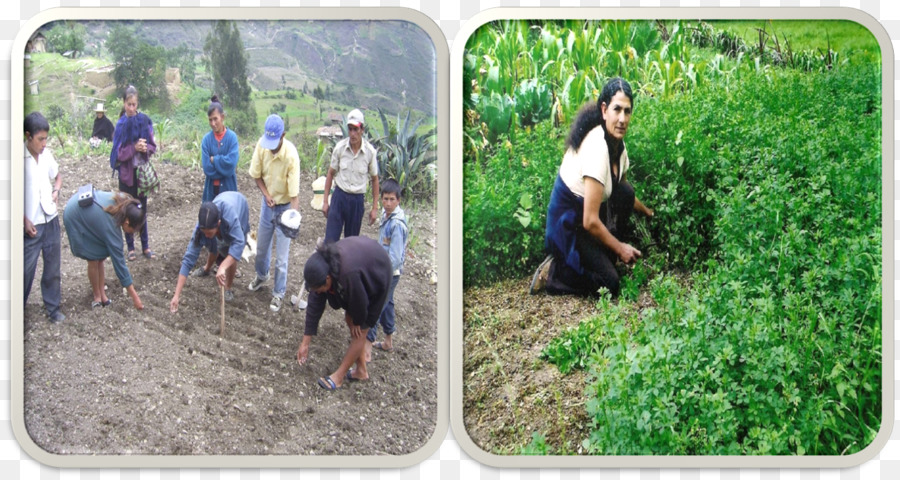 Chota Peru，Caritas Internationalis PNG