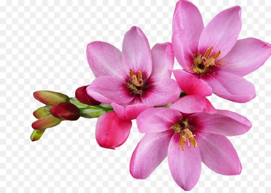 Flores Cor De Rosa，Filial PNG