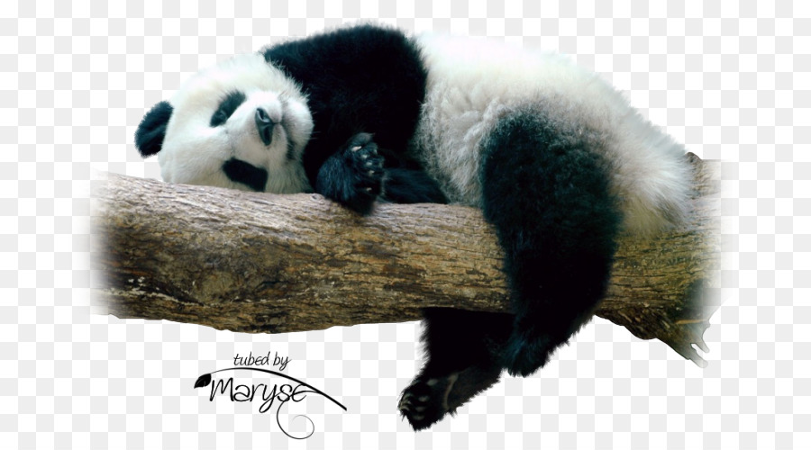 Panda，Urso PNG