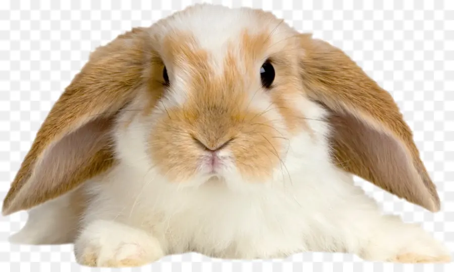 Holland Lop，Domestic Coelho PNG