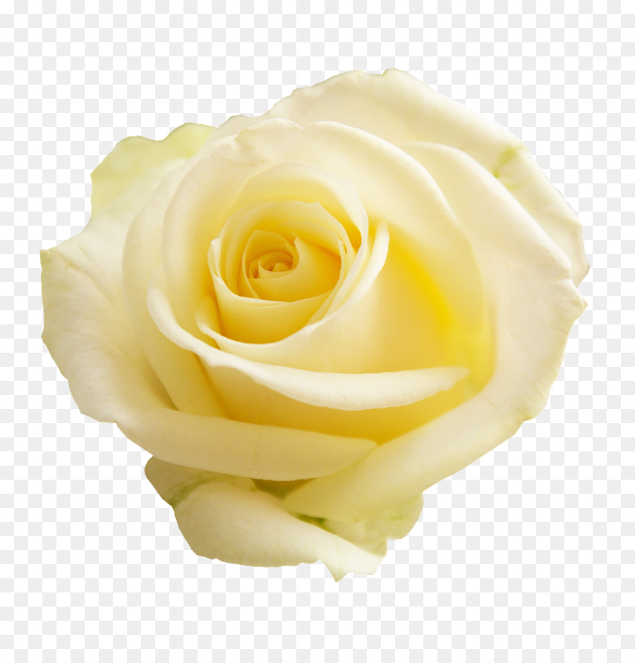 Rosa Branca，Florescer PNG