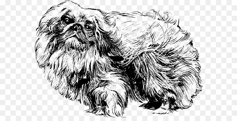 Pekingese，Pug PNG