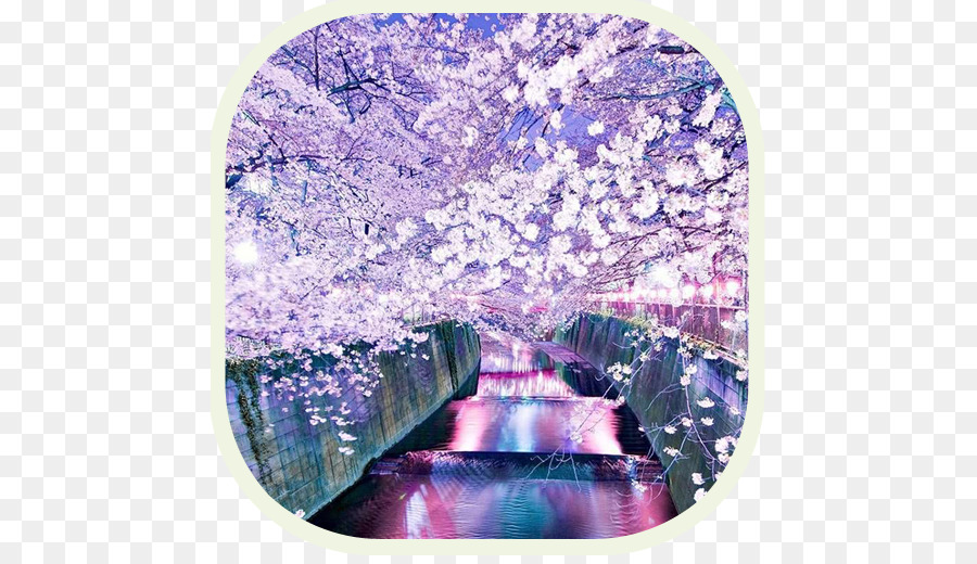 National Cherry Blossom Festival，Japão PNG