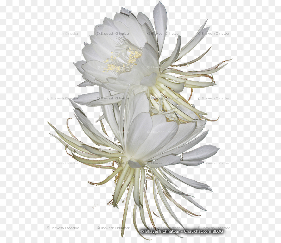 Largeflowered Cacto，Epiphyllum PNG