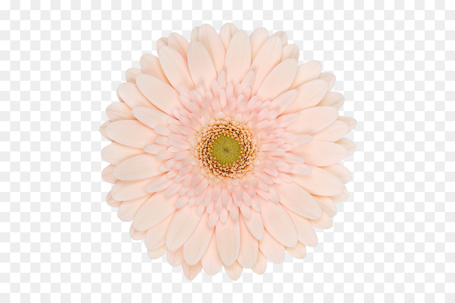 Flor，Florescer PNG