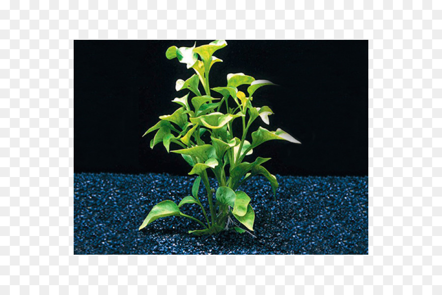 Alternanthera，Alternanthera Bettzickiana PNG