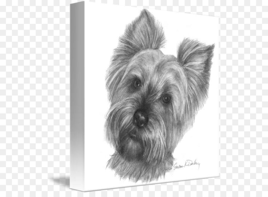 Yorkshire Terrier，Skye Terrier PNG