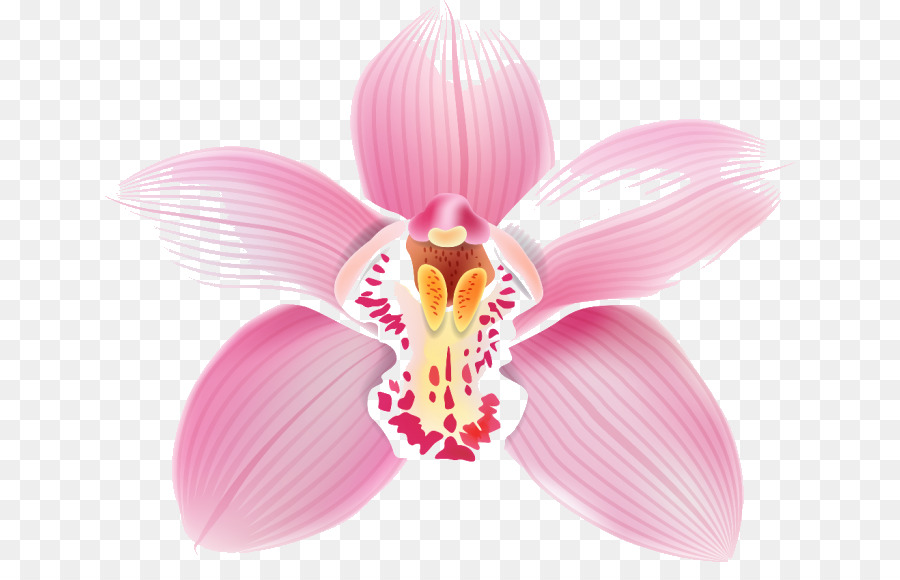 Orquídea，Rosa PNG