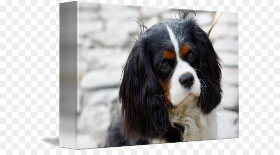 Cavalier King Charles Spaniel，King Charles Spaniel PNG