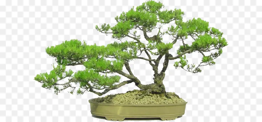 Árvore Bonsai，Pote PNG