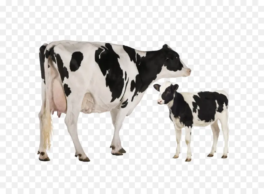 Holstein Frísia Gado，Heck Gado PNG