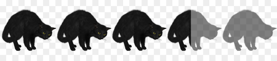 Gato，Preto PNG