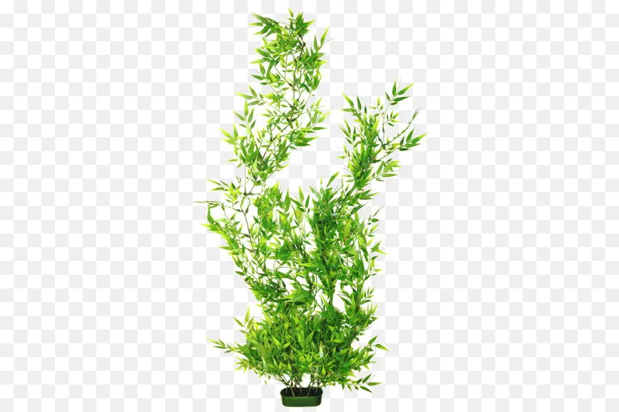 Aquário，Planta PNG