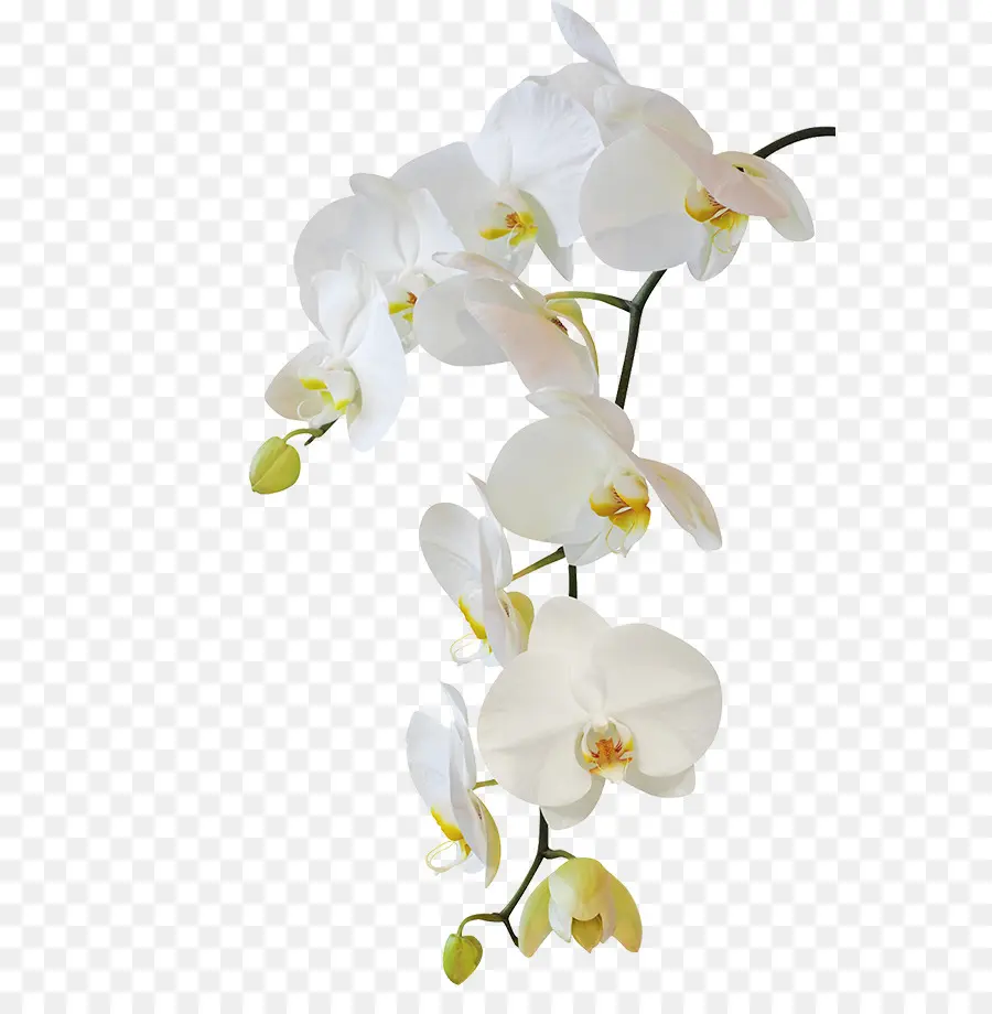 Orquídeas Brancas，Pétalas PNG