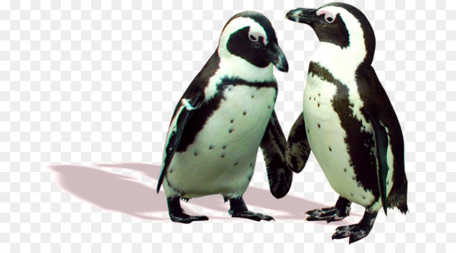 Penguin，A Fauna PNG