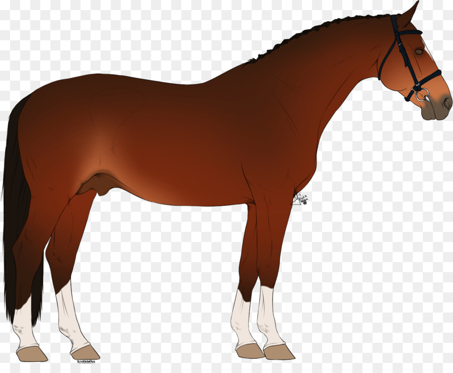 Cavalo，Equino PNG