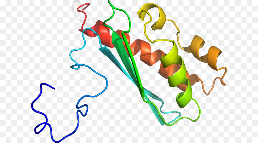 Estrutura Proteica，Molécula PNG