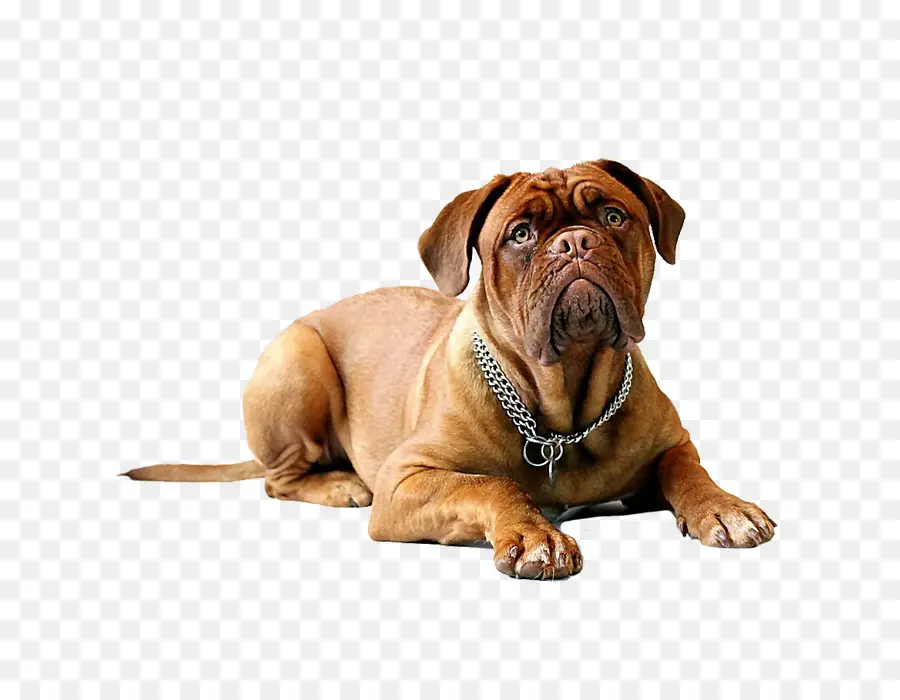 Dogue De Bordeaux，Mastiff Inglês PNG