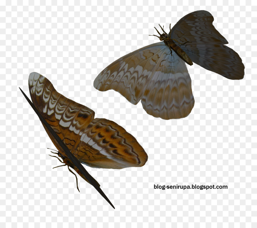 Brushfooted Borboletas，Borboleta PNG