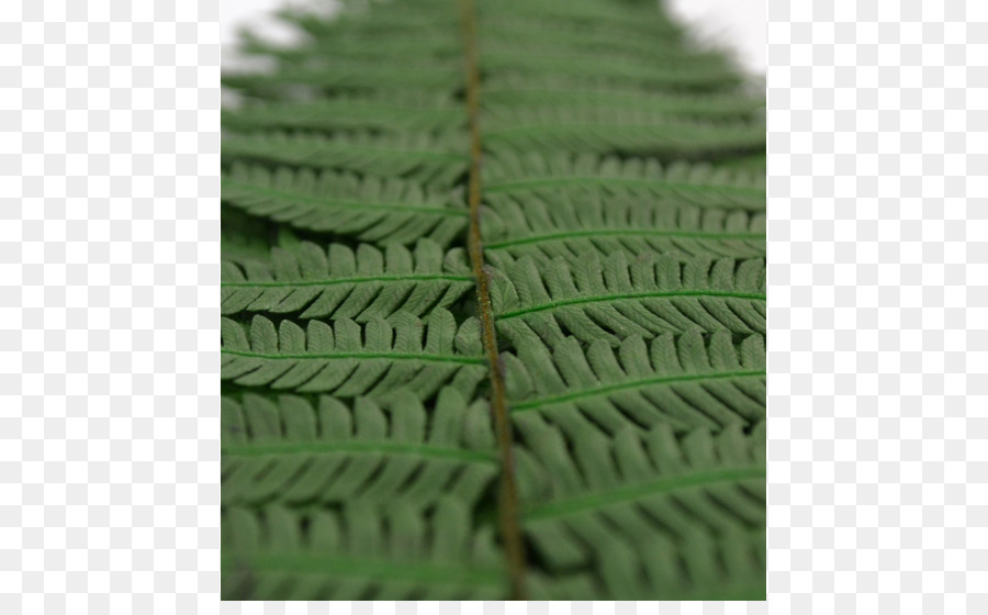 Fern，Verde PNG