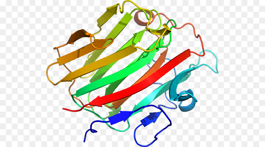 Estrutura Proteica，Biologia PNG