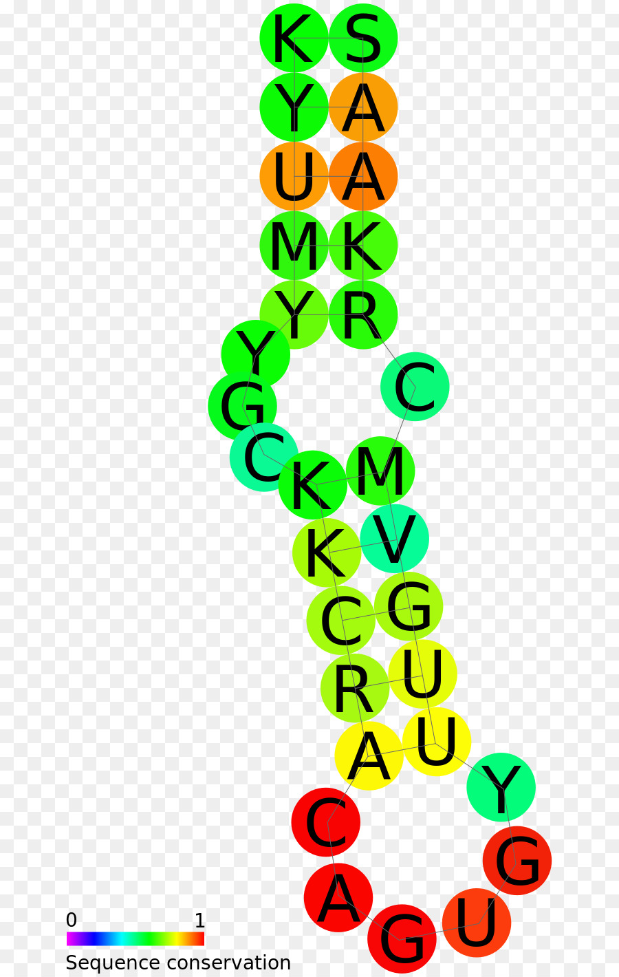 Ferro Elemento De Resposta，Ironresponsive Elementbinding Proteína PNG