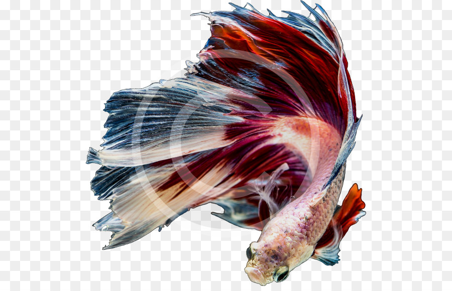 Peixe，Betta PNG