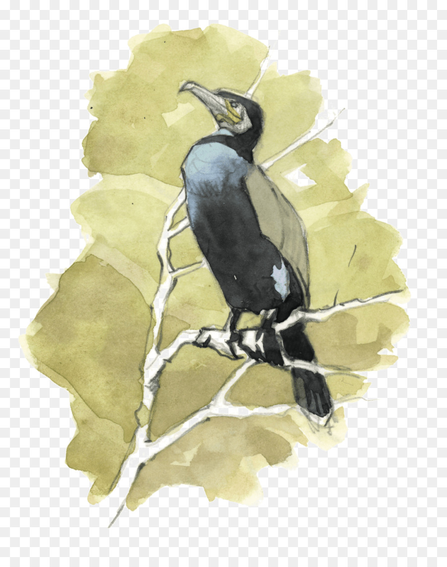 Bico，Aves PNG