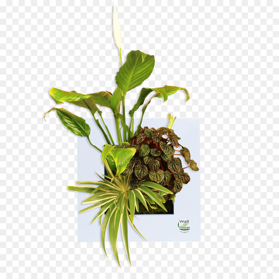 Folha，Flowerpot PNG