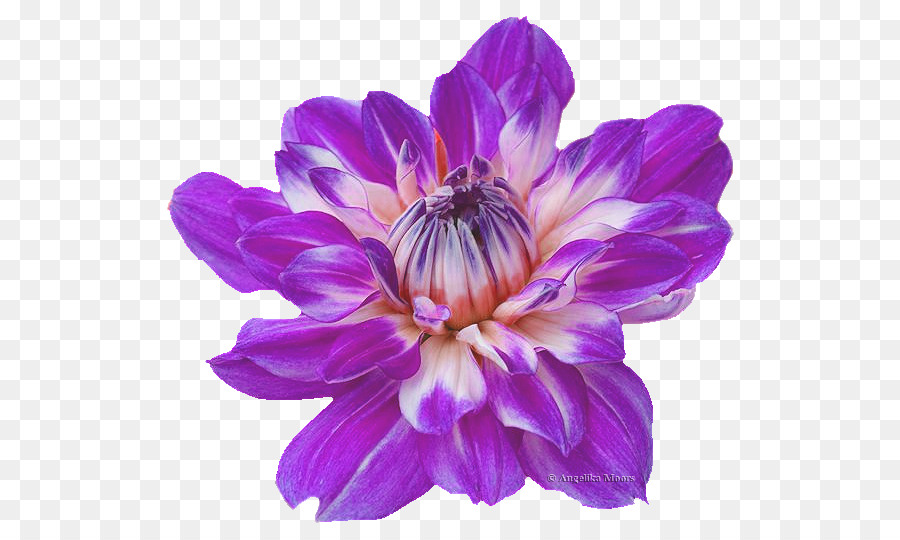 Dahlia，Paintshop Pro PNG