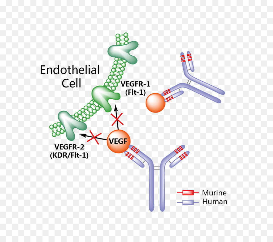Erenumab，A Calcitonina Generelated Peptídeo PNG
