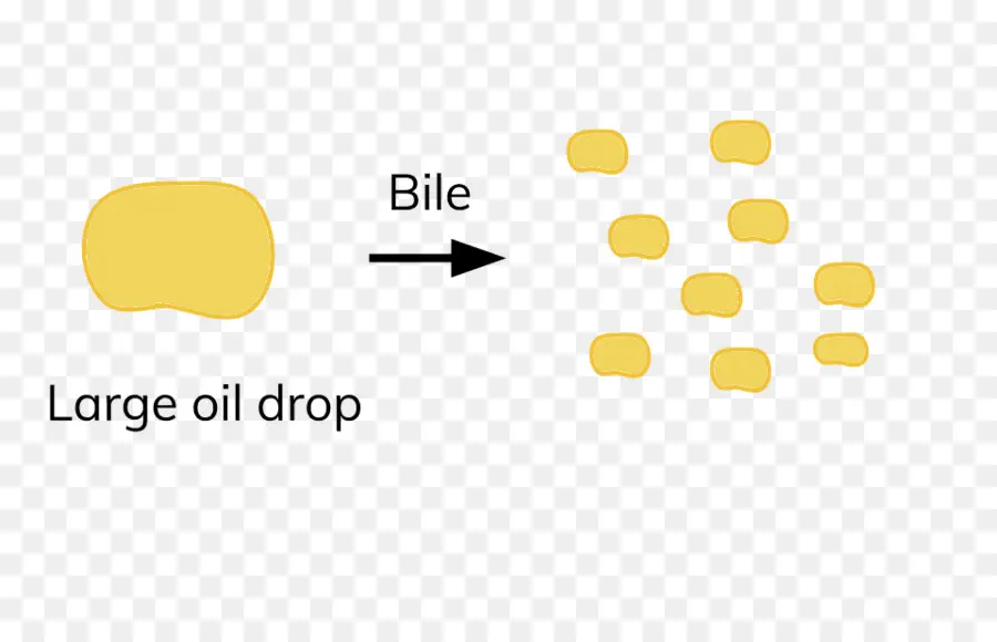 Emulsificação Biliar，Bile PNG