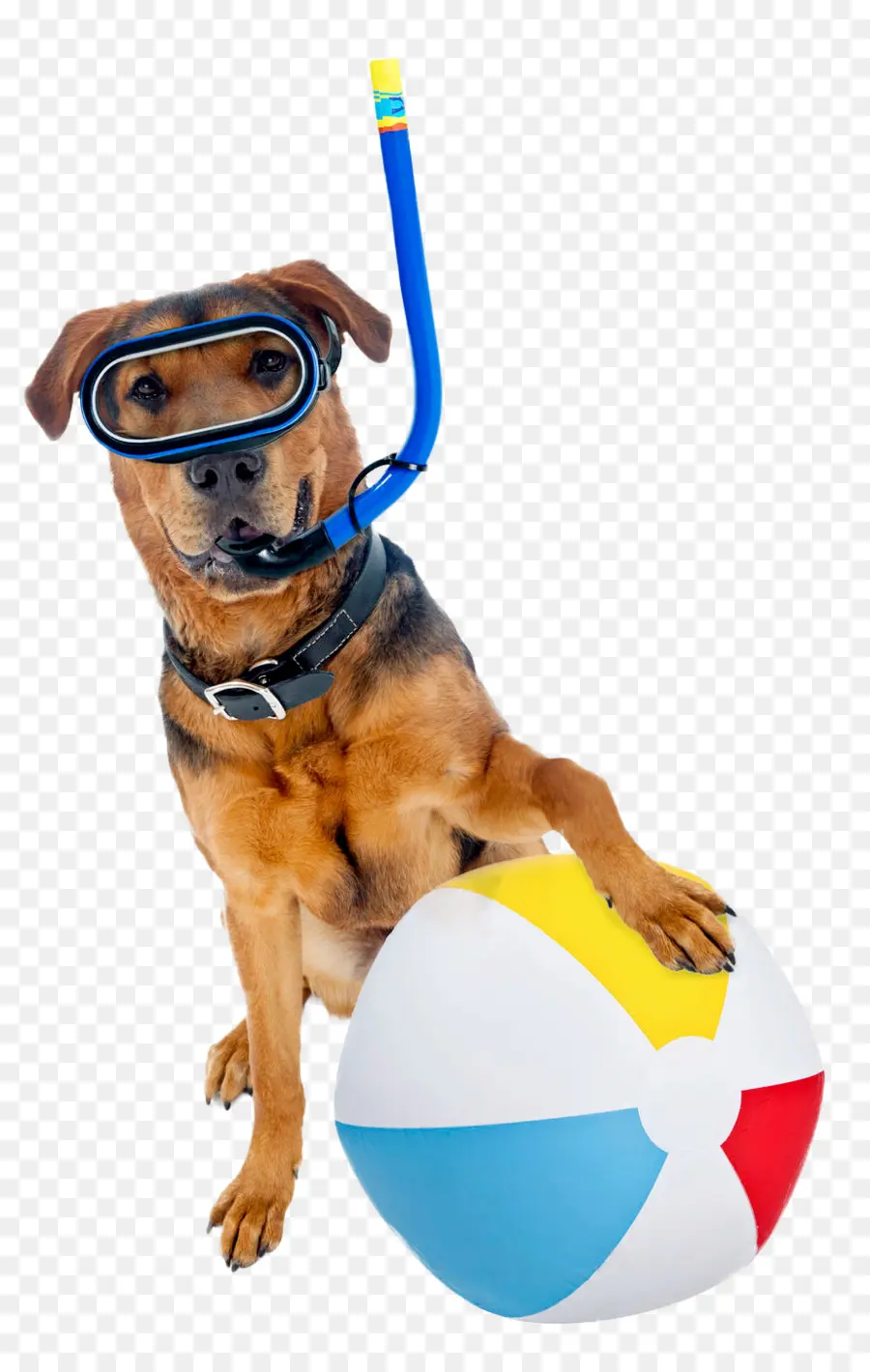 Cachorro Com Snorkel，Bola De Praia PNG