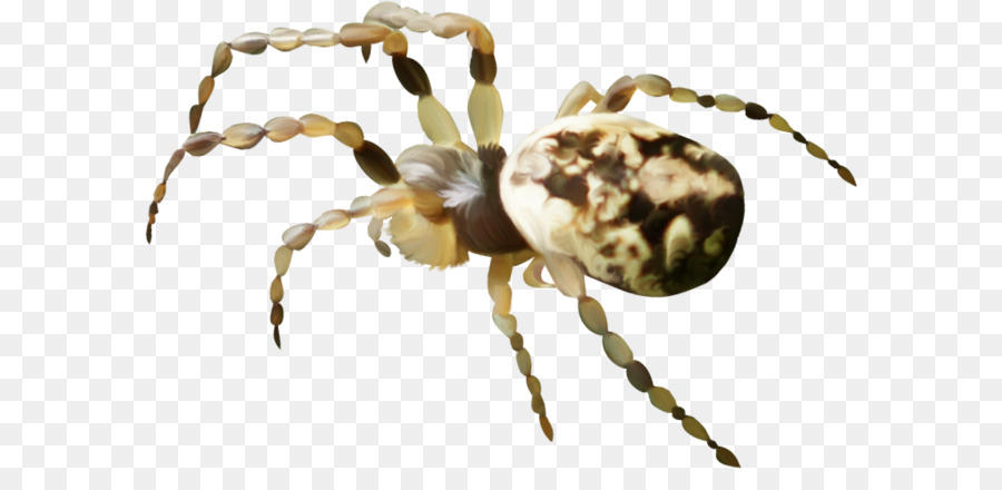 Aranha，Aracnídeo PNG