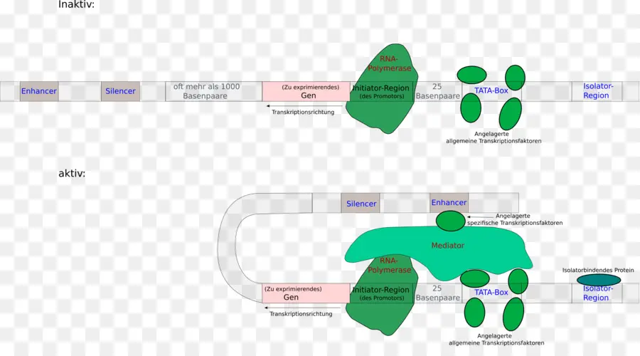 Regulação Da Expressão Gênica，Eukaryote PNG