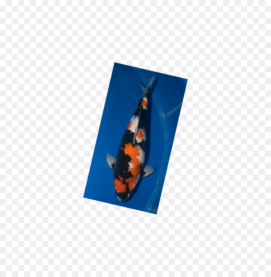 Koi，Azul Elétrico PNG